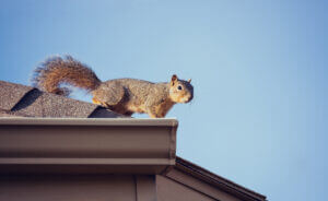Squirrel on top of a roof