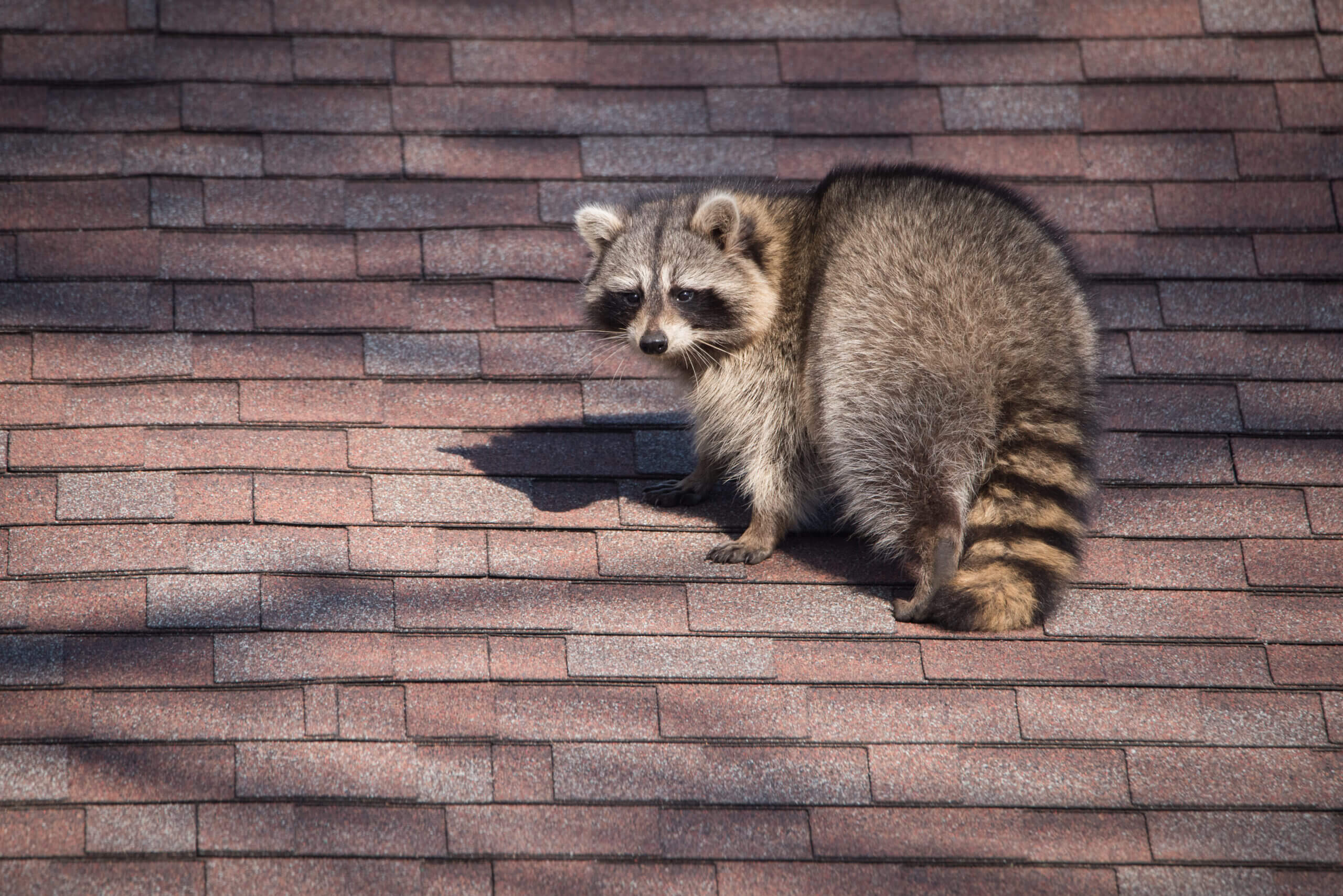 Racoon on a rooftop